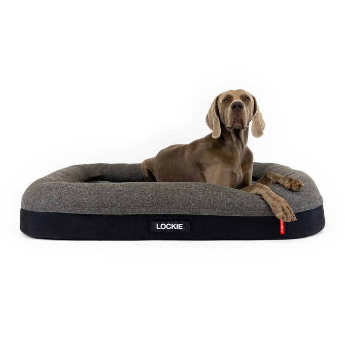 Large Dog on Ortho Calm Elite Dog Bed from EzyDog