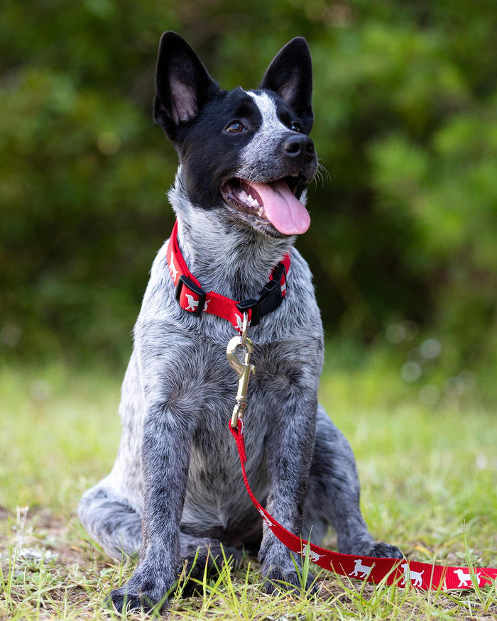 Adjustable Dog Collar with a Reflective Hound Print