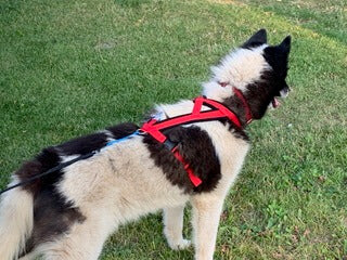 Adventure Harness
