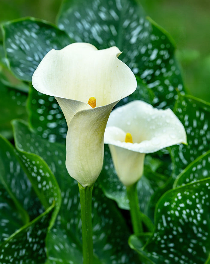 Albo Maculata Calla Lily - 3 tubers