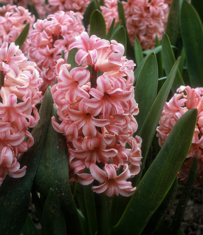 Anne Marie Hyacinth - 10 bulbs