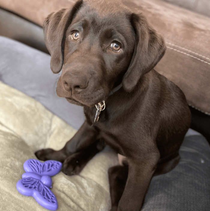 Butterfly Wing Nylon Treat Toy