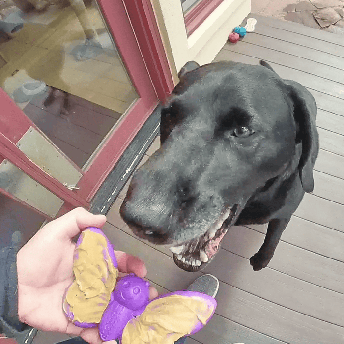 Butterfly Wing Nylon Treat Toy