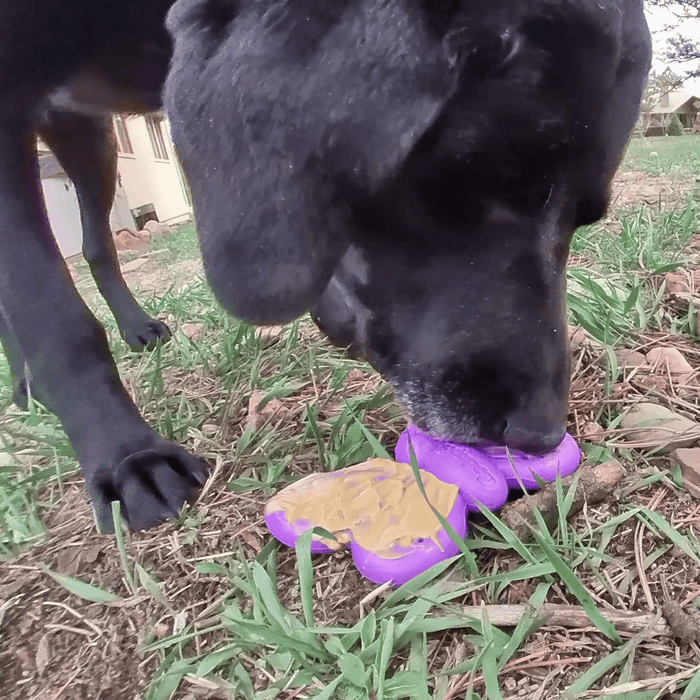 Butterfly Wing Nylon Treat Toy