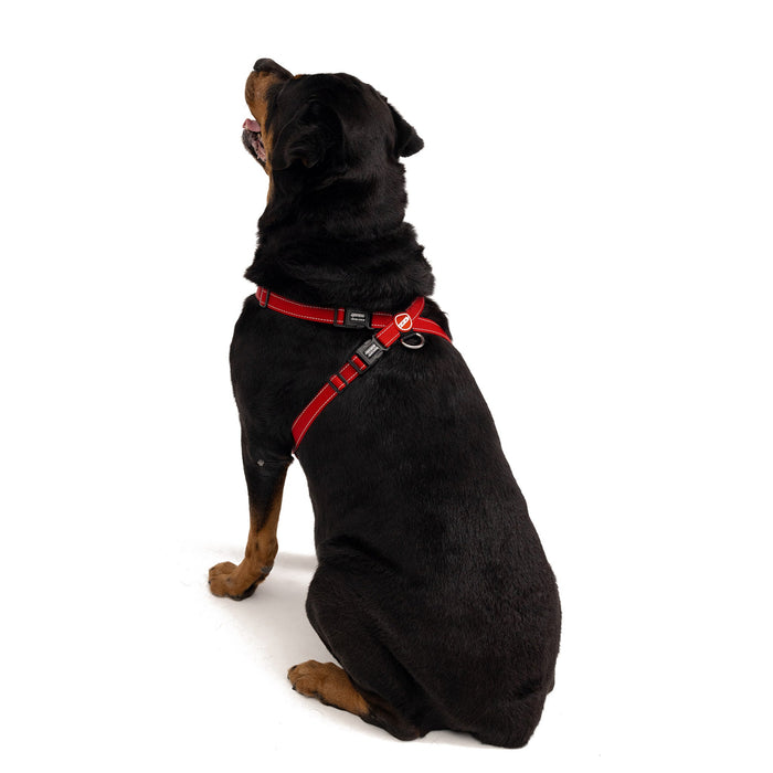 Large Dog with Chest Plate Dog Harness