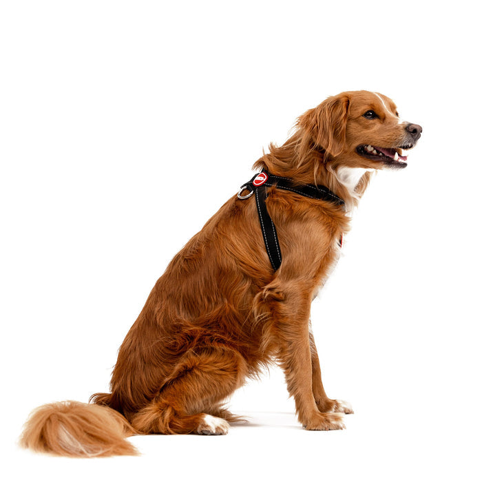 Brown Dog with Chest Plate Dog Harness