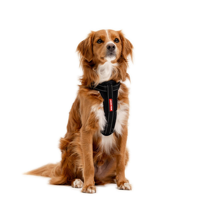 Medium dog with Chest Plate Dog Harness