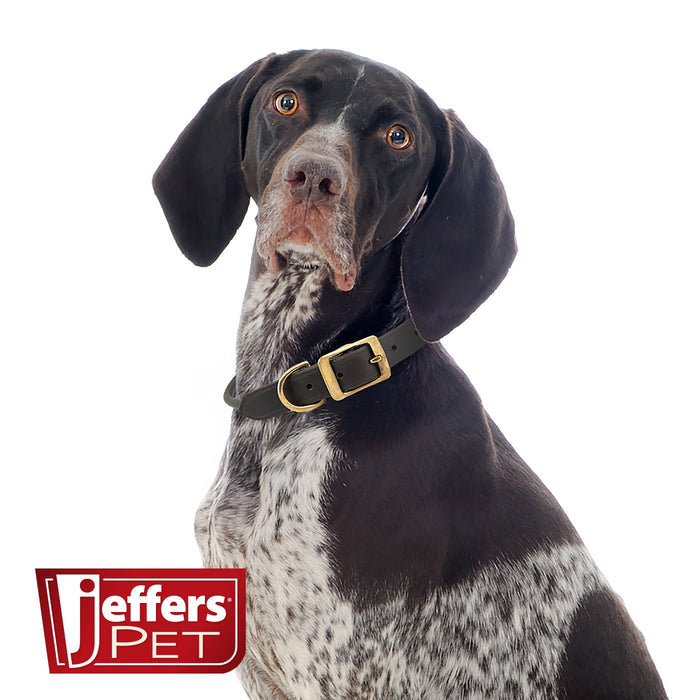 Chestnut Rolled Collar with Brass Fittings