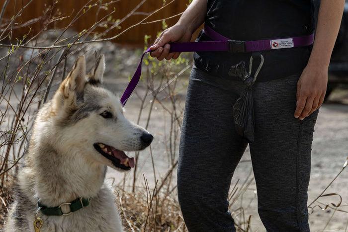 Chilkoot Hands Free Leash