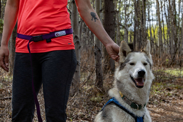 Chilkoot Hands Free Leash