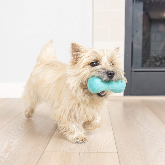 A small, fluffy tan dog walks indoors on a wooden floor, carrying a Chuckit! Wool-ee Bone by Chuckit! in its mouth near a cozy fireplace.