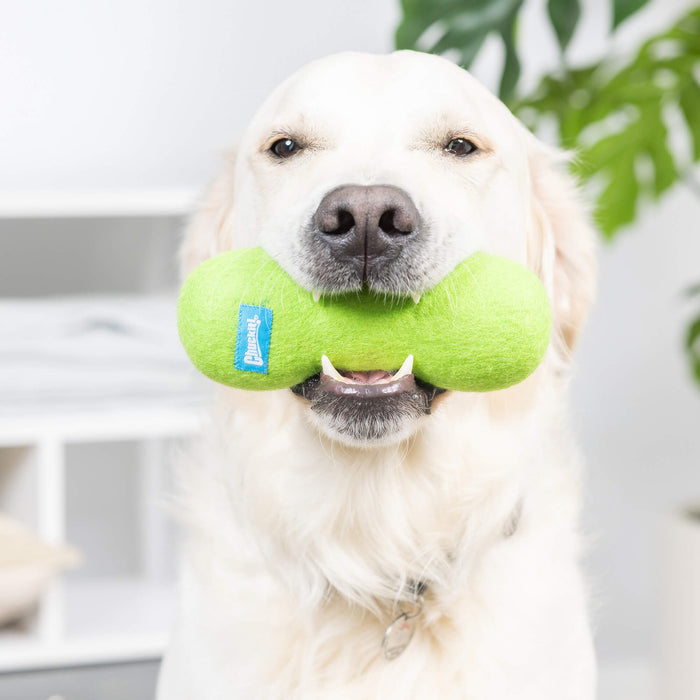 A golden retriever holds a bright green Chuckit! Wool-ee Bone by Chuckit! in its mouth, looking at the camera indoors with a leafy plant and white shelves in the background.