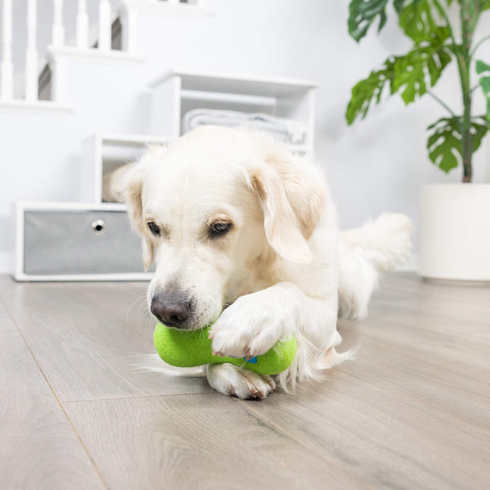 A golden retriever lies on a light wooden floor, holding a green Chuckit! Wool-ee Bone by Chuckit! in its paws and mouth. A white storage unit and a potted plant are visible in the background.