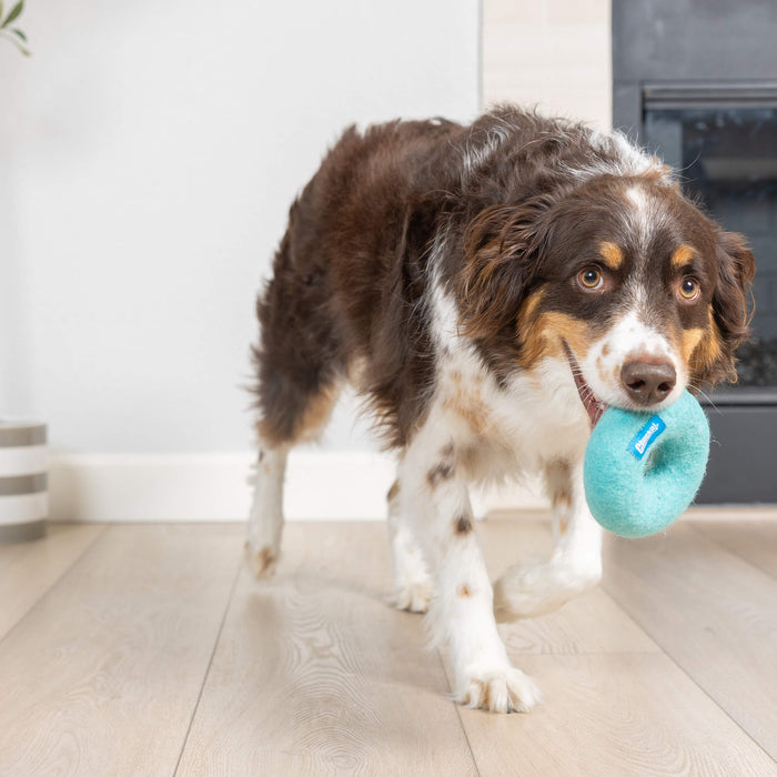 A brown and white dog with blue eyes walks indoors on a wooden floor, carrying the Chuckit! Wool-ee Ring, a plush eco-friendly dog toy by Chuckit!, in its mouth.