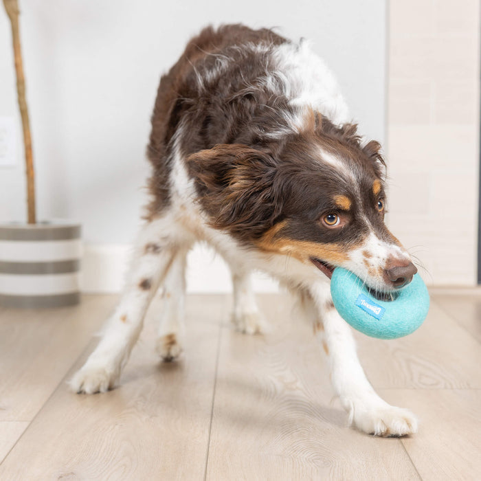 A brown and white dog stands on a wooden floor, alert and playful, holding the Chuckit! Wool-ee Ring by Chuckit!, an eco-friendly dog toy, in its mouth.