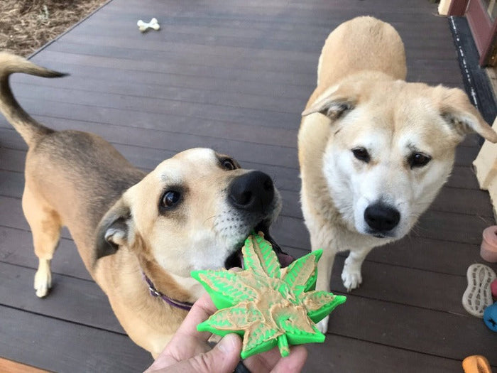 Colorado Leaf Green Nylon Treat Toy