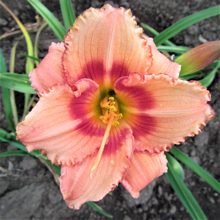 Daylily - Strawberry Candy