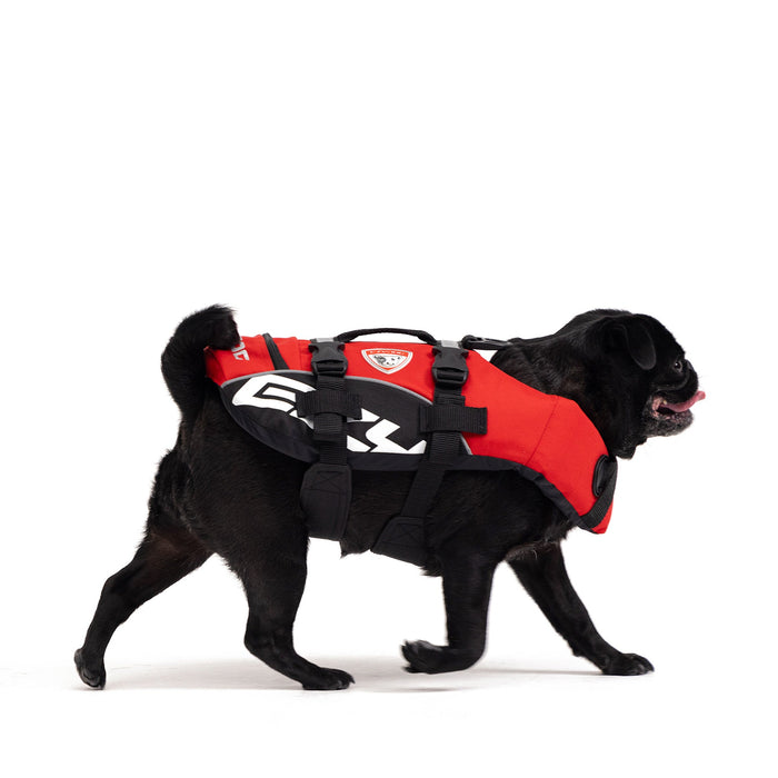 Pug with DFD Standard Dog Life Jacket
