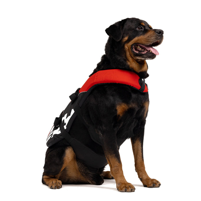Rottweiler with DFD Standard Dog Life Jacket