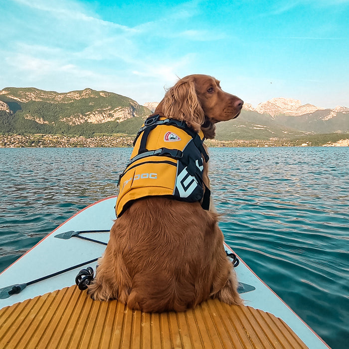 Dog in a lake with DFD Standard Dog Life Jacket