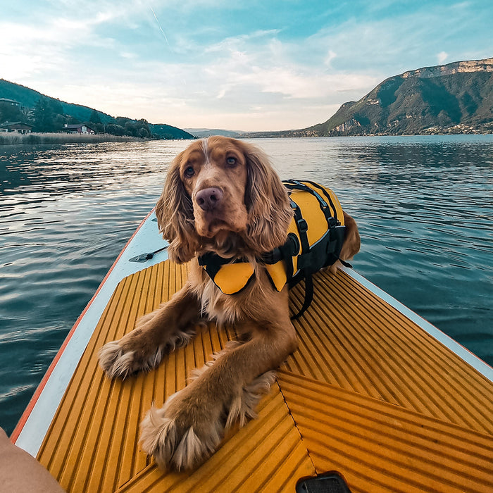 Medium dog with DFD Standard Dog Life Jacket