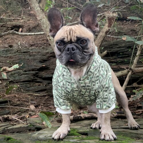 Dollar-Print Dog Hoodie