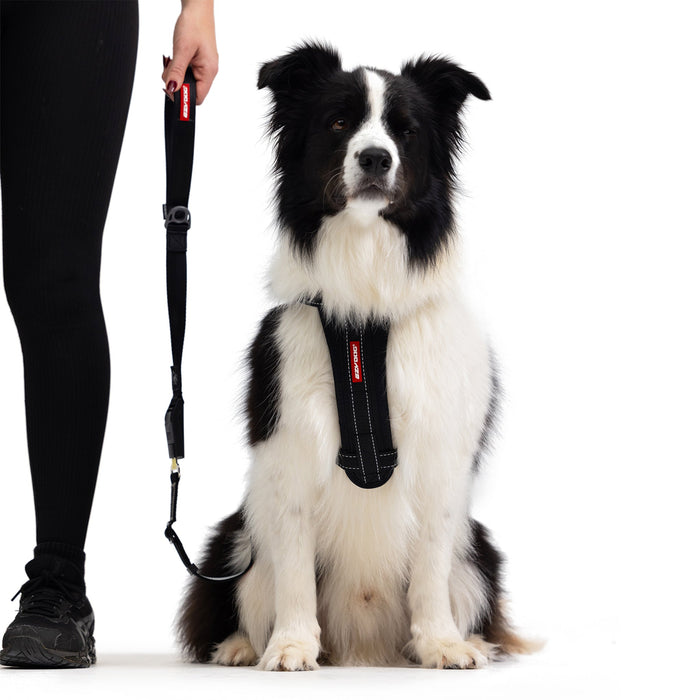 Dog with Dog Car Seat Belt Leash and Harness