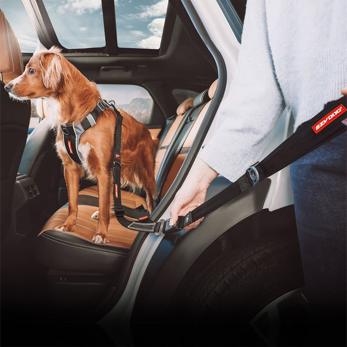Dog in car with Drive Car Leash