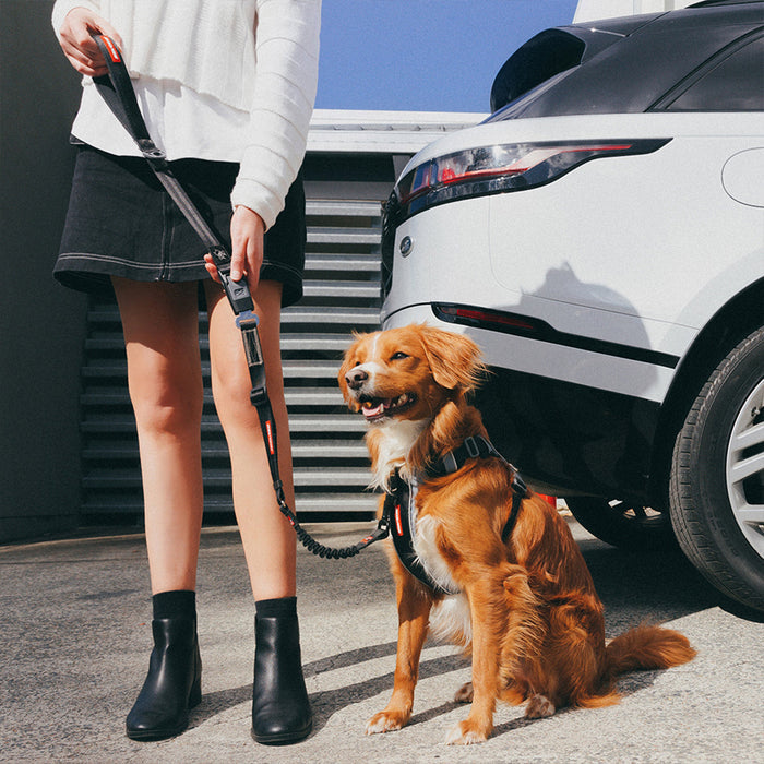 Woman handling dog with Dog Car Seat Belt Leash from EzyDog