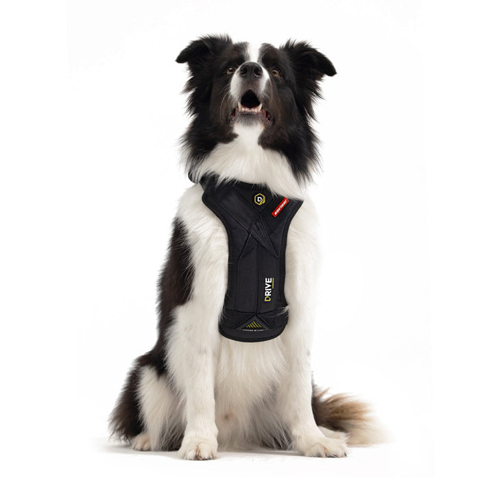 Front view of Border Collie wearing EzyDog Drive Dog Car Harness – Crash-Tested Pet Safety Gear