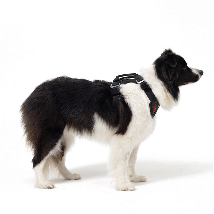 Side view of Border Collie wearing EzyDog Drive Dog Car Harness – Crash-Tested Pet Safety Gear
