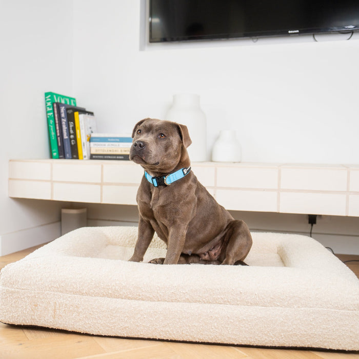Durable Collar