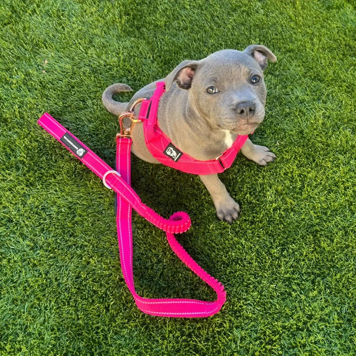 Durable Dog Harness