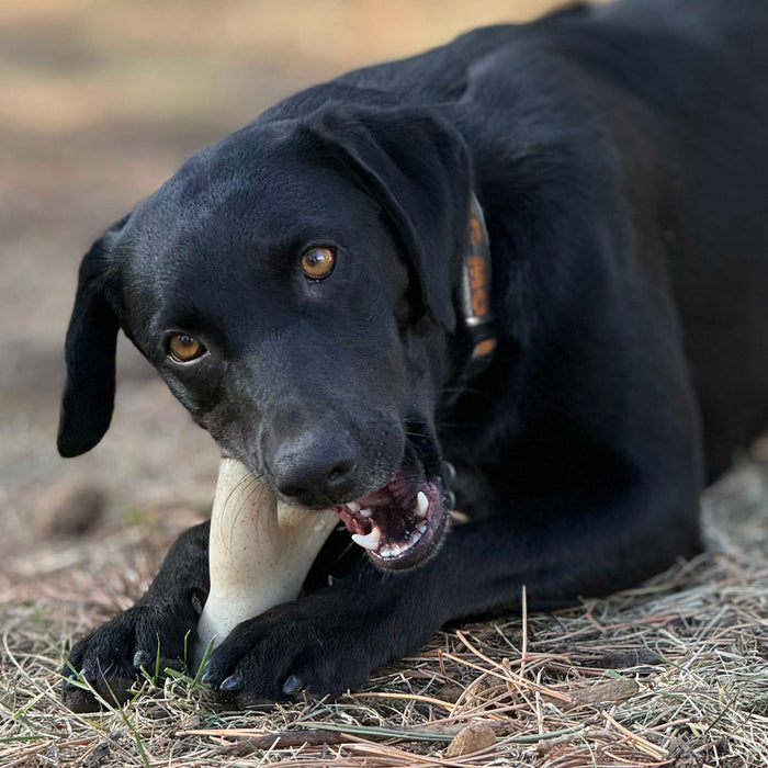 Ever Antler Nylon Branch Chew