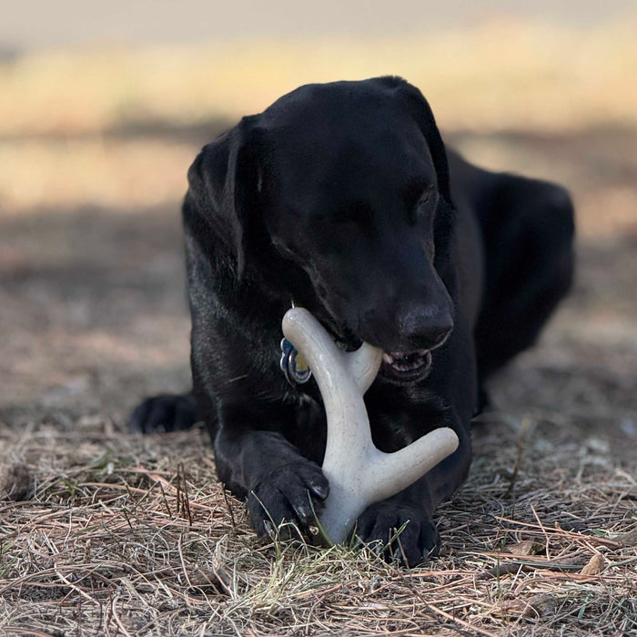 Ever Antler Nylon Branch Chew