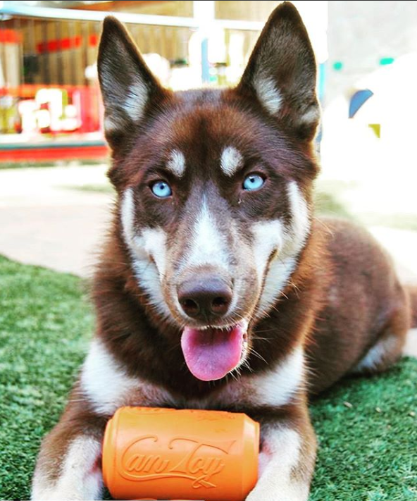Fillable Can Toy for Moderate Chewers