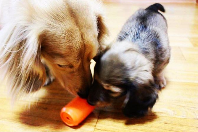 Fillable Can Toy for Moderate Chewers