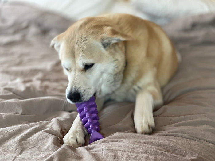 Fish Skeleton Nylon Dog Chew