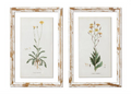 Framed Dandelion Print