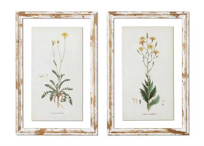 Framed Dandelion Print