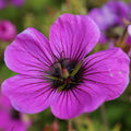 Geranium Patricia (Perennial Hardy Cranesbill)