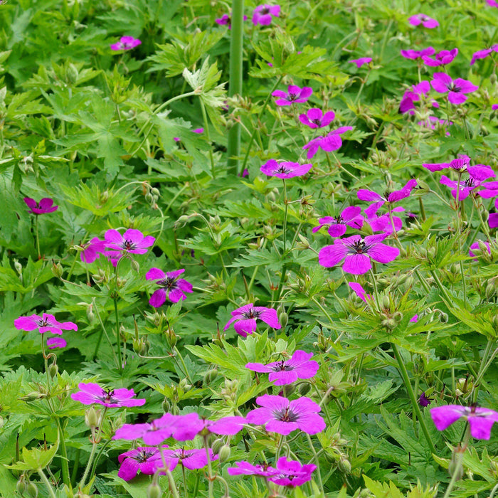 Geranium Patricia (Perennial Hardy Cranesbill)