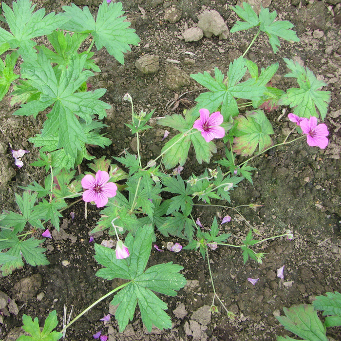 Geranium Patricia (Perennial Hardy Cranesbill)