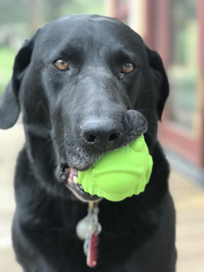 Green Bull Frog Rubber Treat Toy