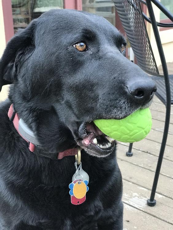 Green Dinosaur Egg Treat Toy