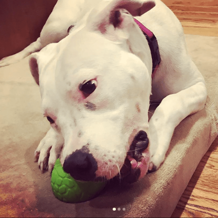 Green Dinosaur Egg Treat Toy