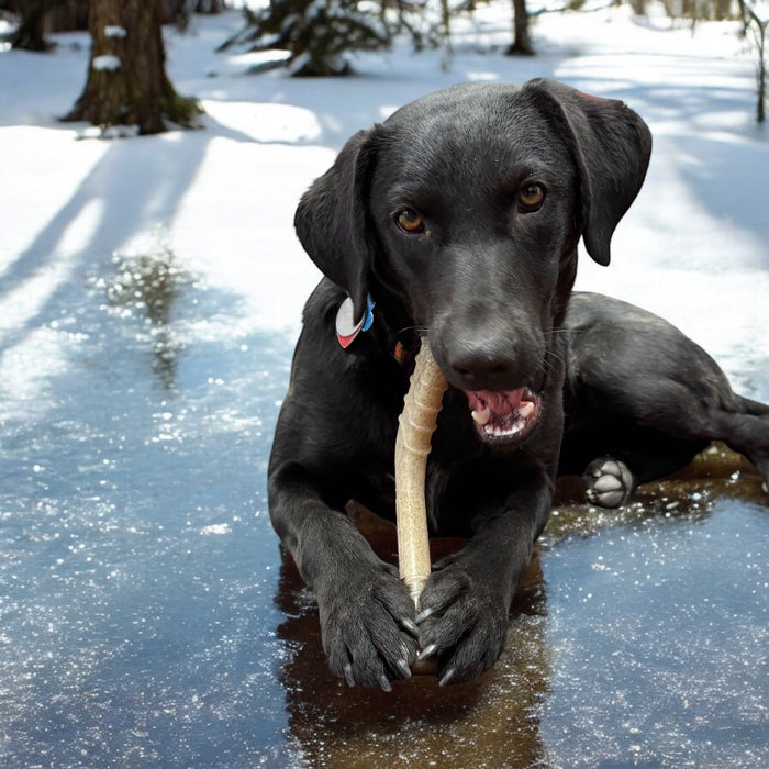 Hockey Stick Shaped Nylon Chew