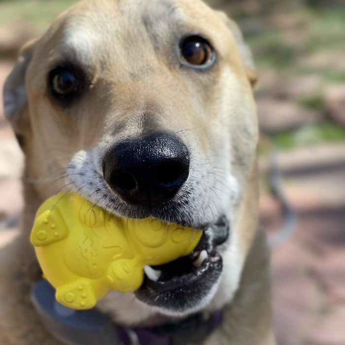 Honey Bear Rubber Treat Holder