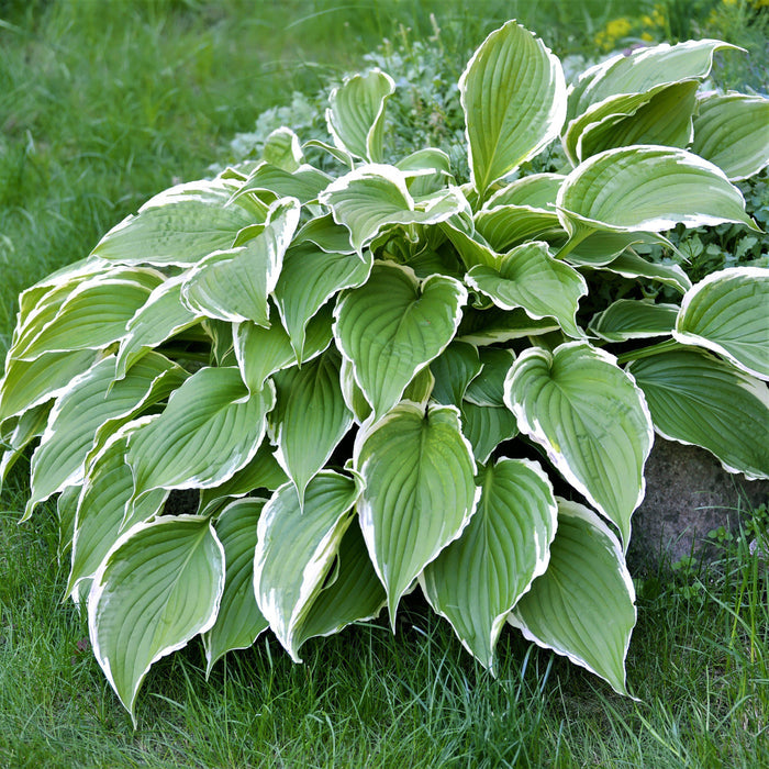 Hosta - Francee