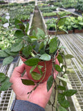 Hoya Krohniana Black